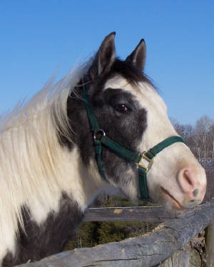 elvis06.jpg