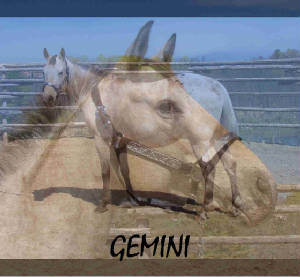 gemhorse.jpg